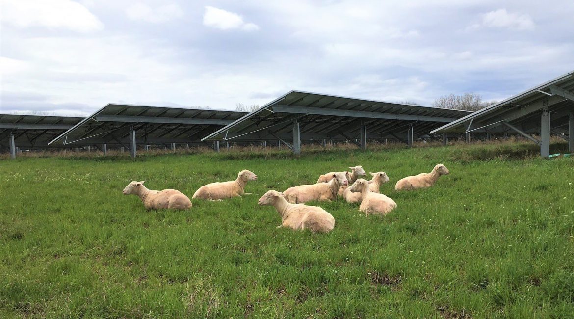 Agrivoltaisme: panneaux solaires et élevage, Renantis